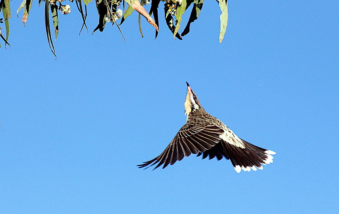 Spiny-cheeked honeyeater taken at sapphire central queensland gemfields autralia Acanthagenys rufogularis,Australia,Geotagged,Spiny-cheeked honeyeater,Winter,autralia,central queensland gemfields,sapphire