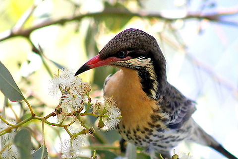 Spiny-cheeked honeyeater taken at sapphire central queensland gemfields autralia Acanthagenys rufogularis,Australia,Geotagged,Spiny-cheeked honeyeater,Winter,autralia,central queensland gemfields,sapphire