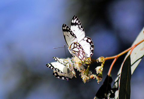 Caper white butterflys taken at sapphire central queensland australia Australia,Belenois java,Caper white,Geotagged,Winter