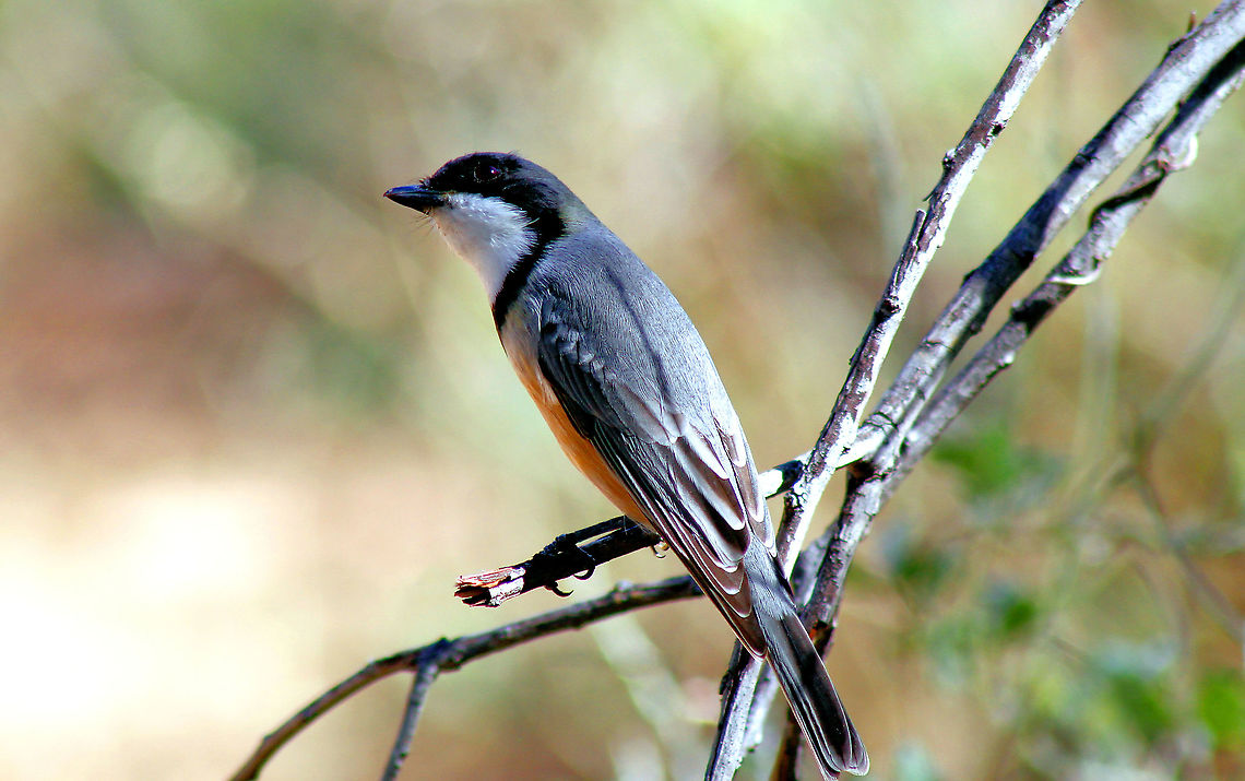 Rufous whistler taken at sapphire central queensland gemfieds austraia Australia,Geotagged,Pachycephala rufiventris,Rufous whistler,australia,central queensland gemfieds,sapphire
