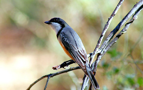 Rufous whistler taken at sapphire central queensland gemfieds austraia Australia,Geotagged,Pachycephala rufiventris,Rufous whistler,australia,central queensland gemfieds,sapphire