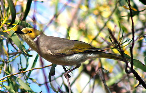 White-plumed honeyeater taken at sapphire central queensland australia Australia,Geotagged,Lichenostomus penicillatus,White-plumed honeyeater,Winter