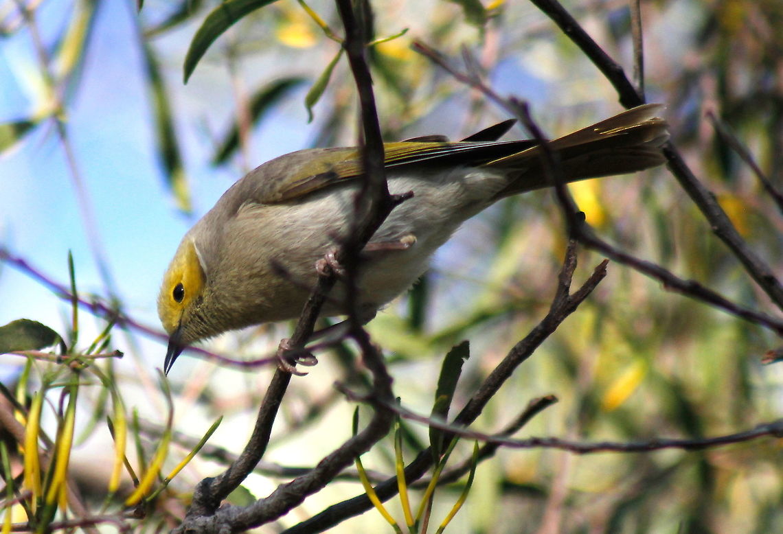 White-plumed honeyeater White-plumed honeyeater Australia,Geotagged,Lichenostomus penicillatus,White-plumed honeyeater,Winter