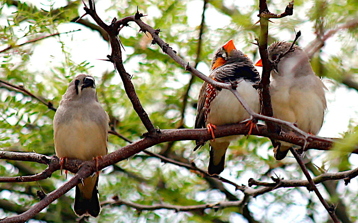 Zebra finch's family shot taken sapphire central queensland australia Australia,Fall,Geotagged,Taeniopygia guttata,Zebra Finch