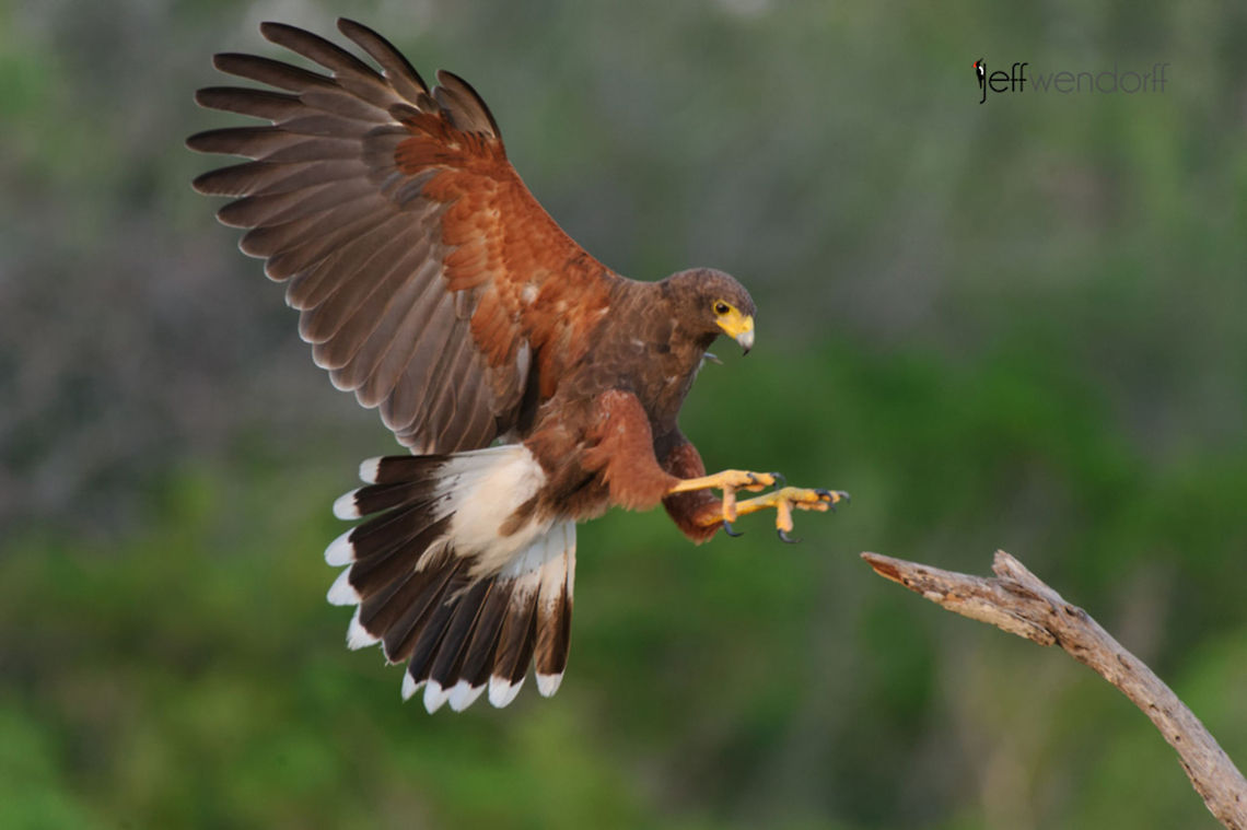 Harris Hawk, Parabuteo unicinctus Harris Hawk, Parabuteo unicinctus Flight,HAHA,Harriss Hawk,Hawk,PARUNI,Parabuteo unicinctus,Santa Clara,Texas