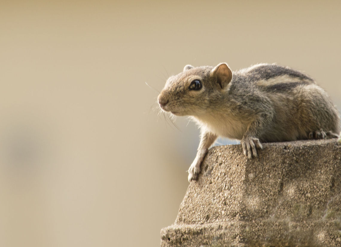 Indian palm squirrel Indian palm squirrel as seen in Colombo, Sri Lanka Funambulus palmarum,Indian palm squirrel,Squirrel