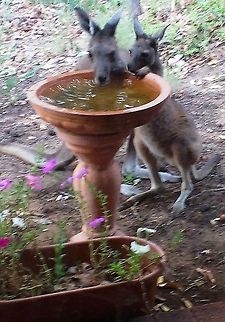 Mum_and_baby Mum and joey turned up several days after dad. Taken with a mobile camera.  A special sight, don't you agree? Macropus fuliginosus,Mum and joey,Western Grey Kangaroos,Western grey kangaroo