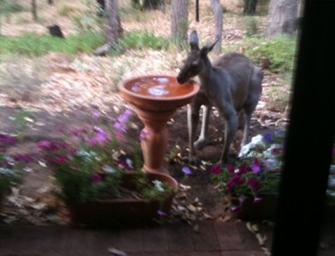 Kangaroo at birdbath Kangaroo Western Grey Kangaroo