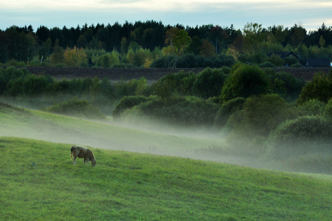 Fog over a field  Bos primigenius taurus,Cattle,field,fog,nature,village