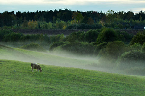Fog over a field  Bos primigenius taurus,Cattle,field,fog,nature,village