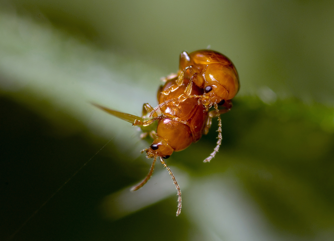 Tiny_Beetles_mating_big  Geotagged,Summer,United Kingdom