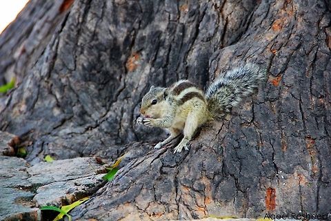 IMG_0838  Funambulus palmarum,Indian palm squirrel