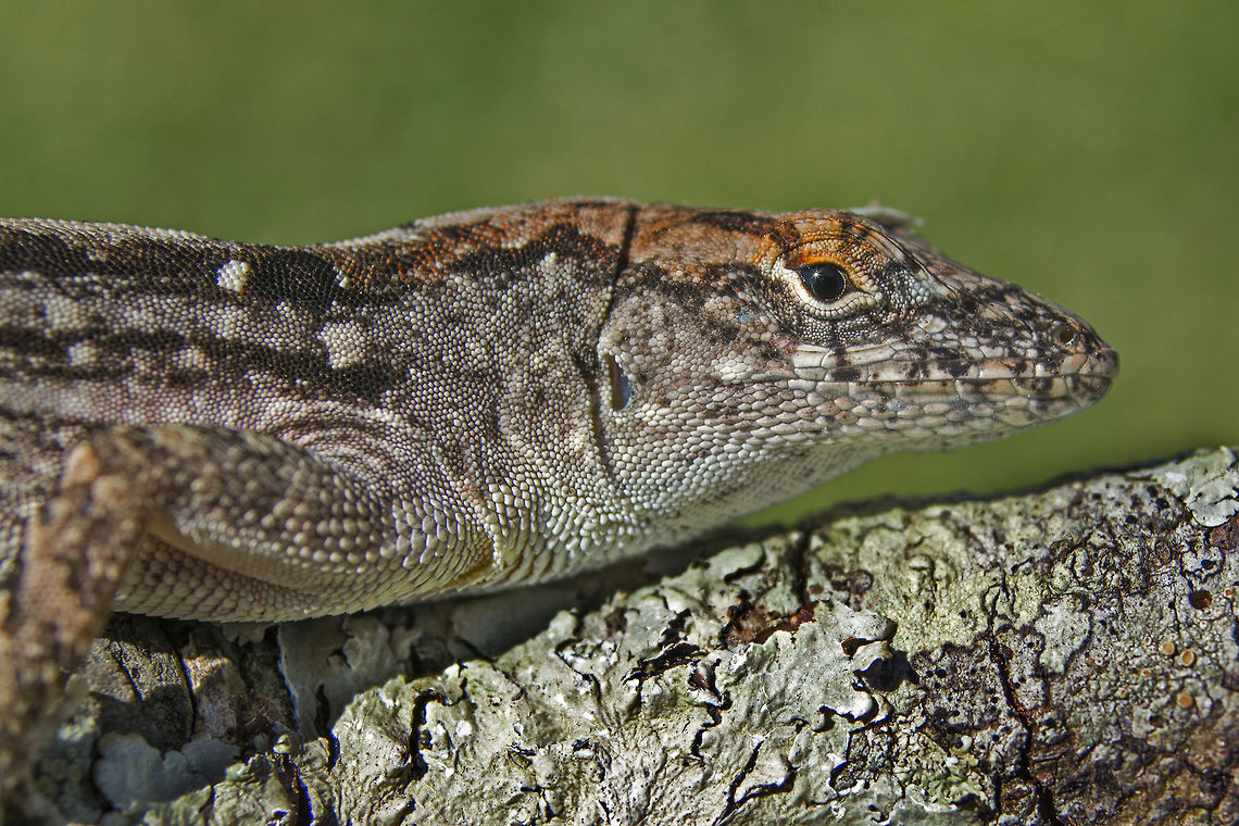 Brown anole  Anolis sagrei,Brown anole,Geotagged,United States