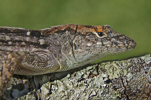 Brown anole  Anolis sagrei,Brown anole,Geotagged,United States