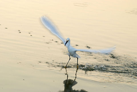Snowy Egret This Snowy is after a little early morning breakfast in Ft Myers Florida. Egretta thula,Geotagged,Snowy Egret,United States