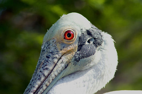 Roseate Spoonbill Closeup of a Roseate Spoonbill at the beginning of nesting season. Geotagged,Platalea ajaja,Roseate Spoonbill,United States