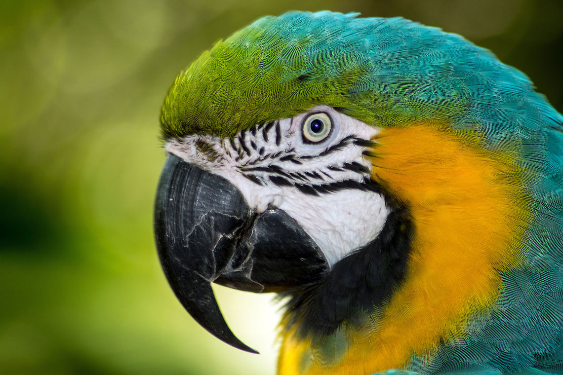 Blue-and-Yellow Macaw closeup  Ara ararauna,Blue-and-Yellow Macaw,Geotagged,United States