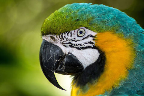 Blue-and-Yellow Macaw closeup  Ara ararauna,Blue-and-Yellow Macaw,Geotagged,United States