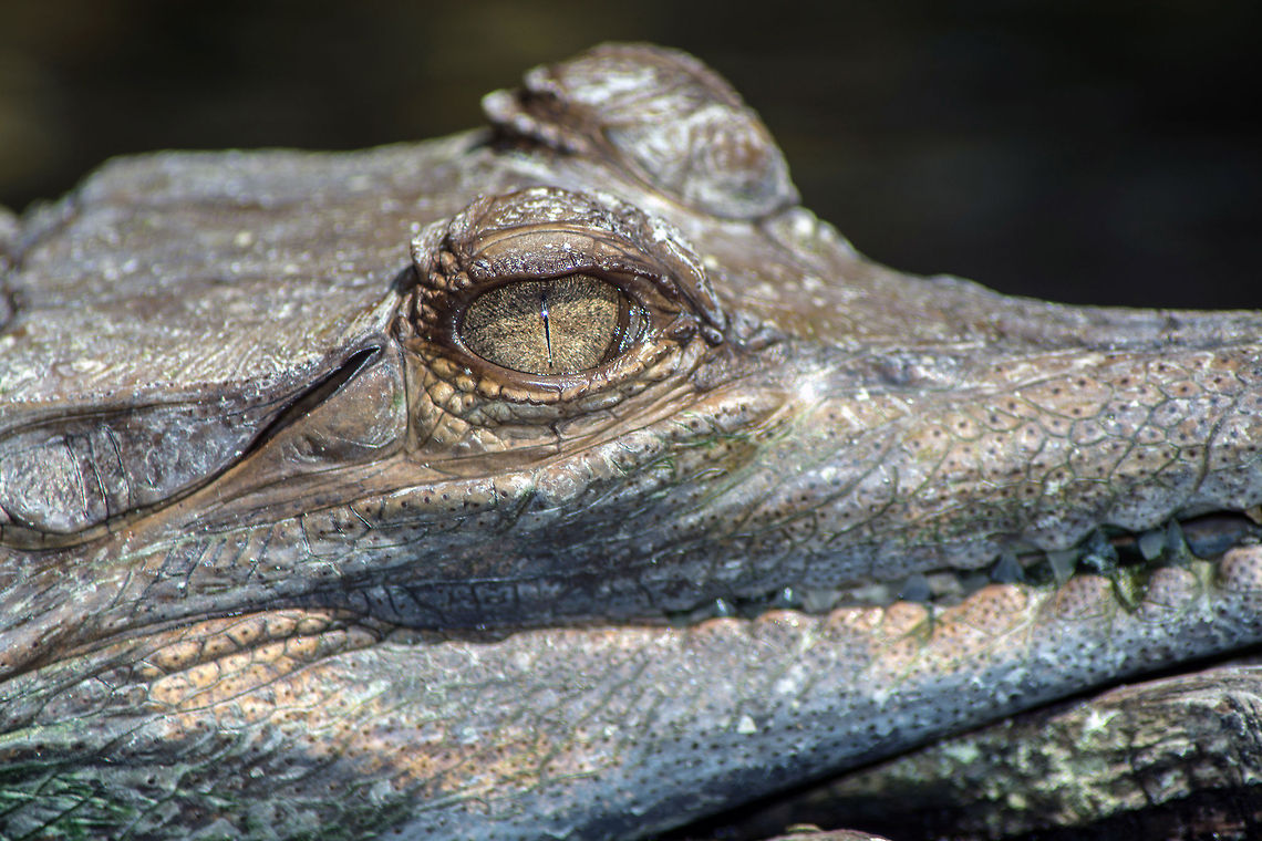 Gharial  Gavialis gangeticus,Geotagged,Gharial,United States
