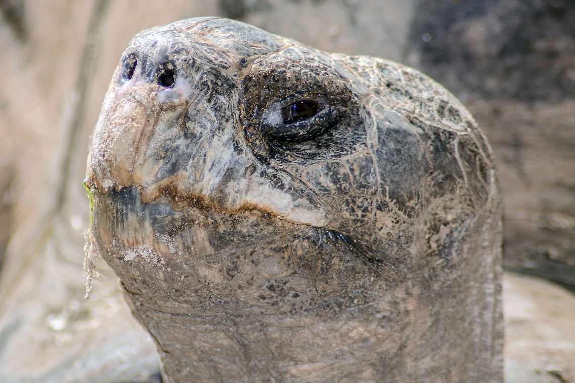 Galapagos Tortoise  Chelonoidis nigra,Galápagos tortoise,Geotagged,United States