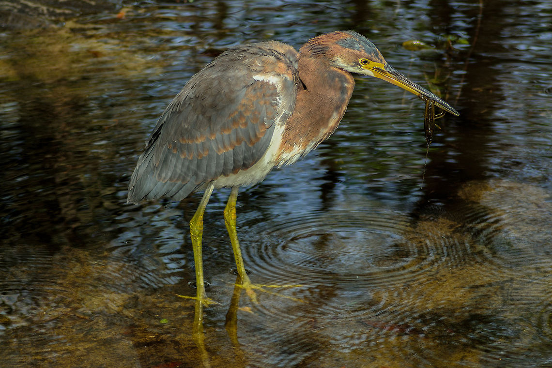 Tri-colored Heron  Alligator Farm,Aviary,Birds,Egretta tricolor,Florida,Geotagged,Ornithology,Rookery,St Augustine,Tricolored Heron,United States