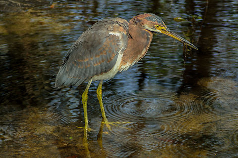 Tri-colored Heron  Alligator Farm,Aviary,Birds,Egretta tricolor,Florida,Geotagged,Ornithology,Rookery,St Augustine,Tricolored Heron,United States