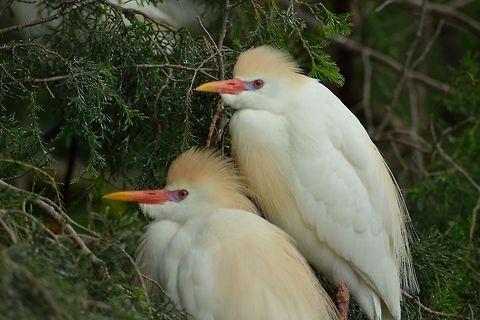 Cattle Egret (Bubulcus ibis)  Alligator Farm,Aviary,Birds,Bubulcus ibis,Cattle Egret,Egret,Geotagged,Rookery,St Augustine,United States,White