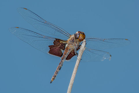 Carolina Saddlebags Dragonfly  Carolina Saddlebags,Dragonfly,Geotagged,Tramea carolina,United States,branch,eyes,holding,insects,perching,resting,strength,wings