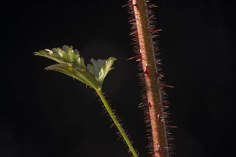 Cutleaf Evergreen Blackberry A pest of my own back yard, which is backed by wetlands in Florida. Cutleaf Evergreen Blackberry,Geotagged,Rubus laciniatus,United States