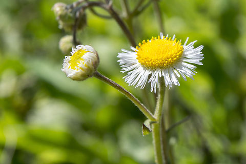 Leafy fleabane