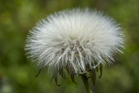 Dandelion  Common dandelion,Geotagged,Taraxacum officinale,United States