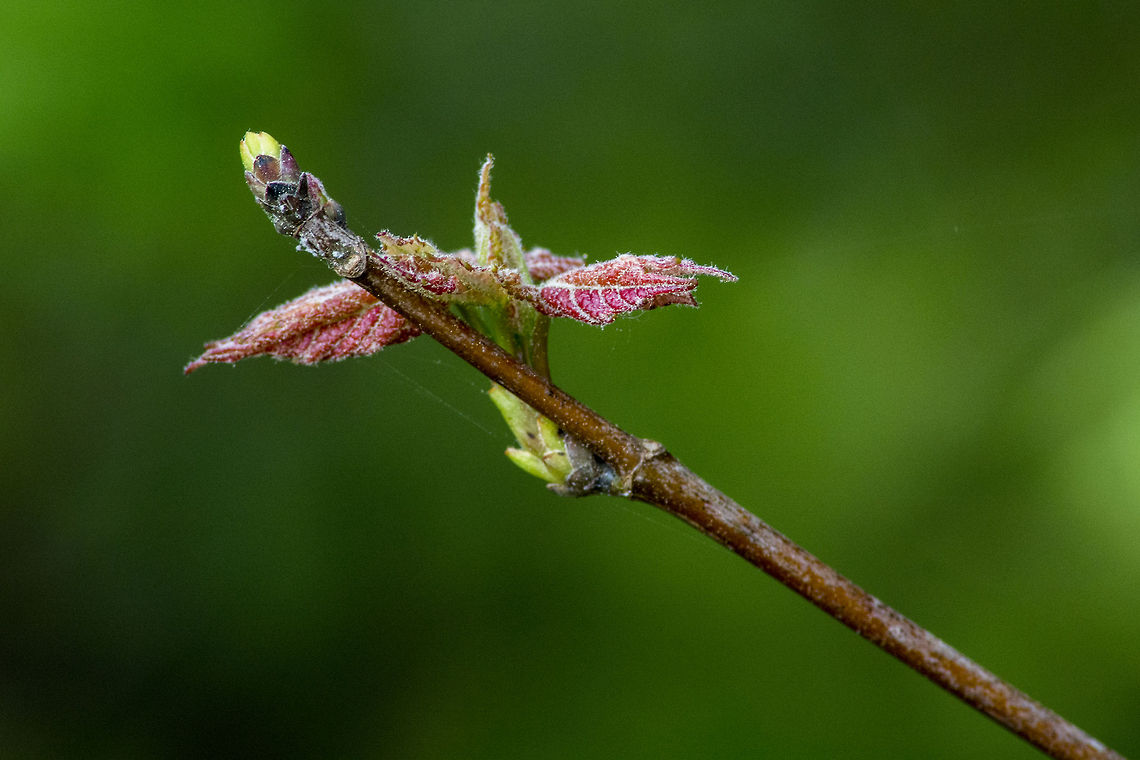 Red Maple 1st leaves of spring. Acer rubrum,Geotagged,Red Maple,United States