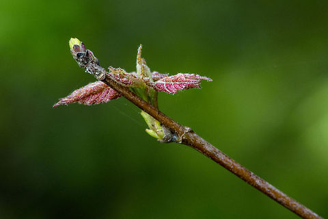 Red Maple 1st leaves of spring. Acer rubrum,Geotagged,Red Maple,United States
