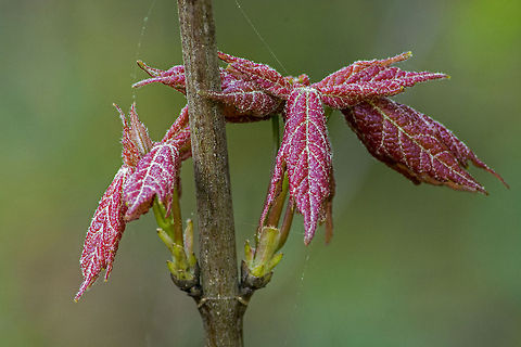 Red Maple 1st leaves of spring. Acer rubrum,Geotagged,Red Maple,United States