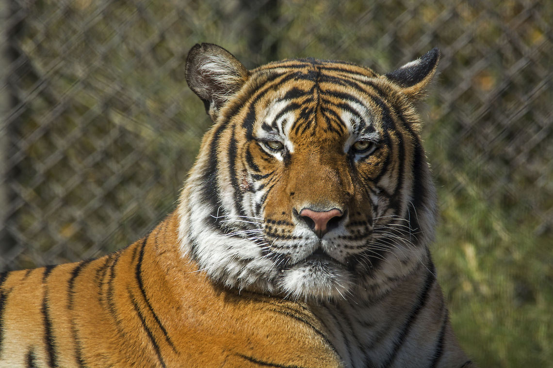 Sumatran Tiger This big cat lives at the Jacksonville Zoo in Florida. Geotagged,Panthera tigris sumatrae,Sumatran tiger,United States