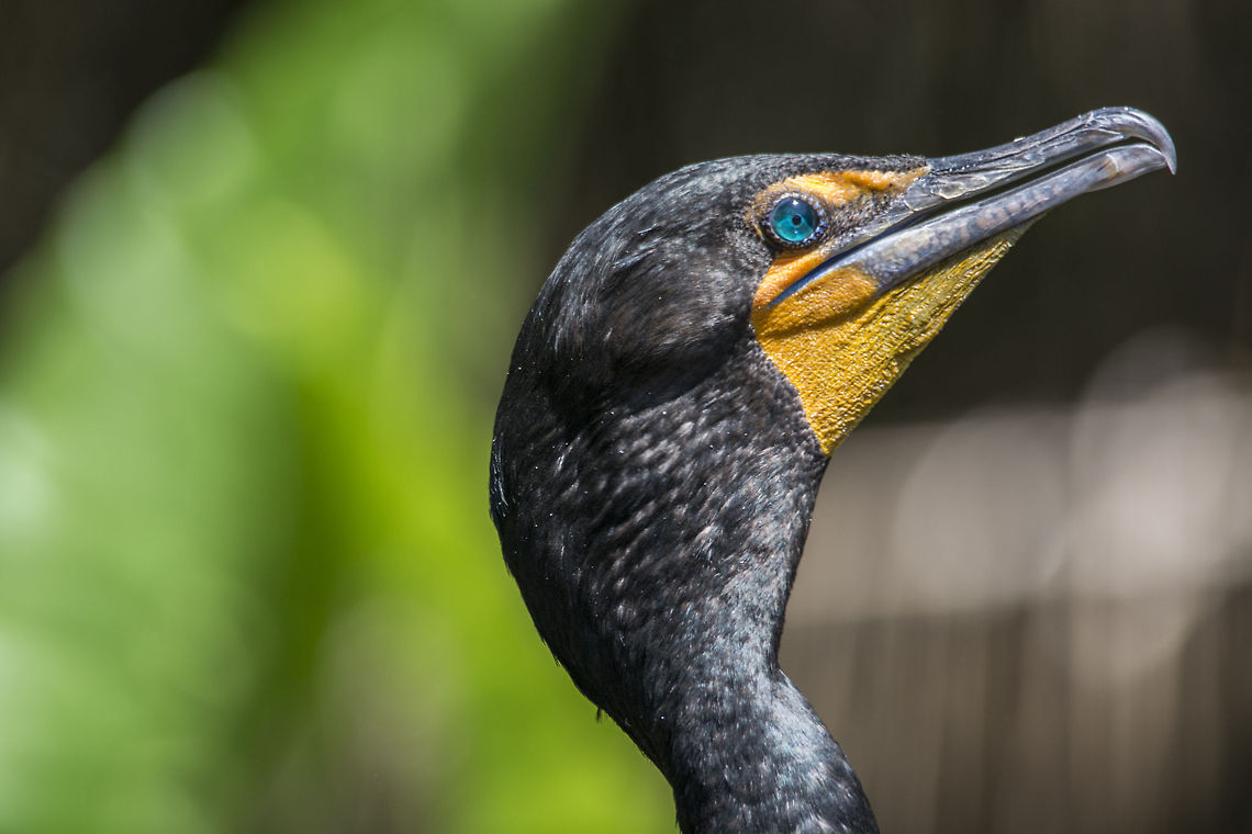 Double Crested Cormorant Jacksonville Zoo has it listed as a Florida Cormorant. Double-crested Cormorant,Geotagged,Phalacrocorax auritus,United States