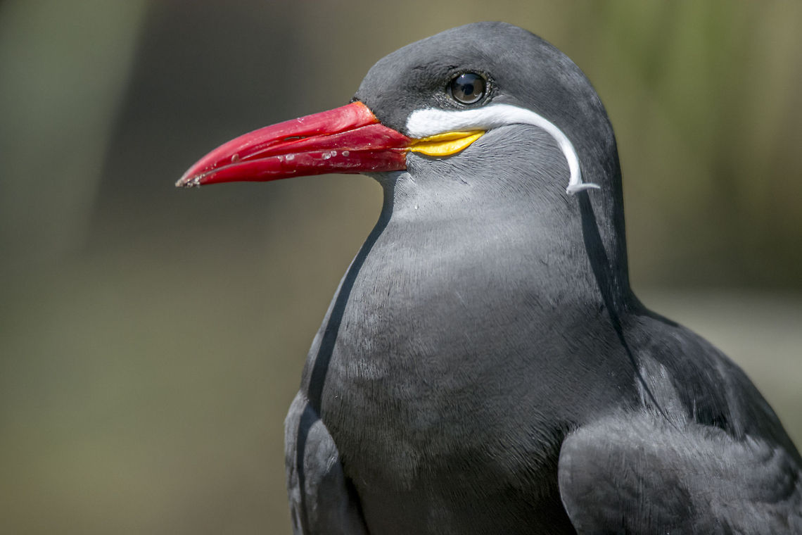 Inca Tern  Inca tern (Larosterna inca) Geotagged,Inca Tern,Larosterna inca,United States