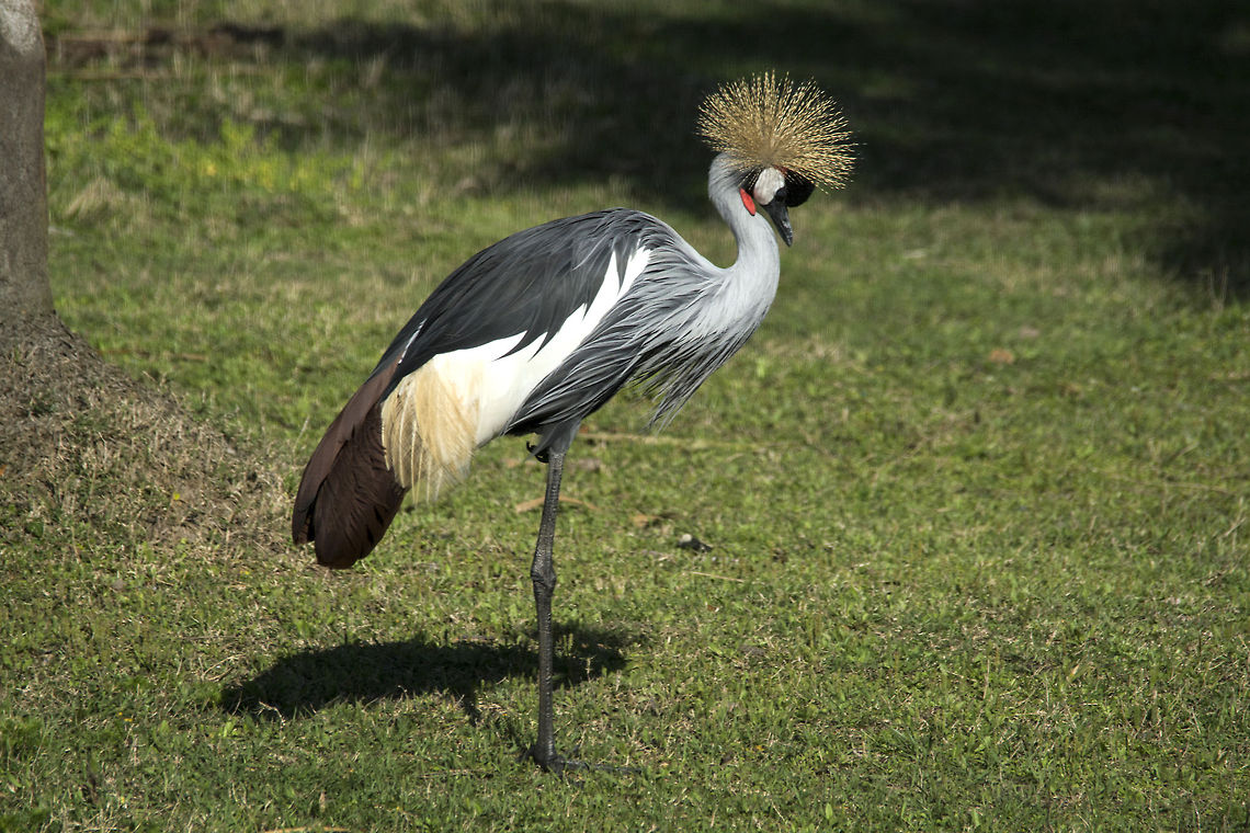 East African Grey Crowned Crane At the Jacksonville Florida Zoo. Balearica regulorum,Geotagged,Grey Crowned Crane,United States