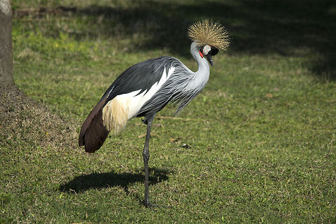 East African Grey Crowned Crane At the Jacksonville Florida Zoo. Balearica regulorum,Geotagged,Grey Crowned Crane,United States