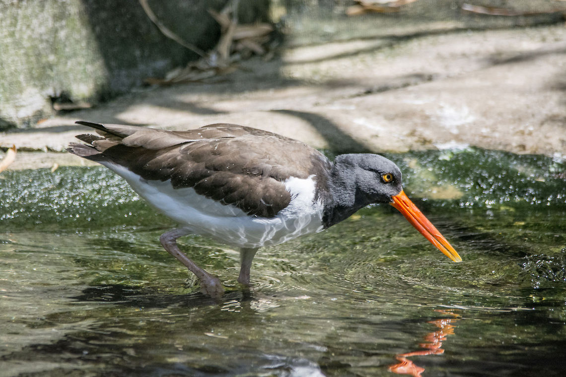 American Oystercatcher  American Oystercatcher,Geotagged,Haematopus palliatus,United States