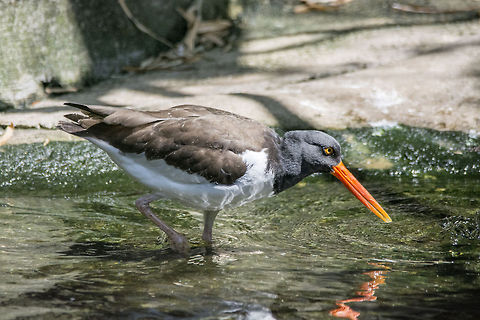 American Oystercatcher  American Oystercatcher,Geotagged,Haematopus palliatus,United States