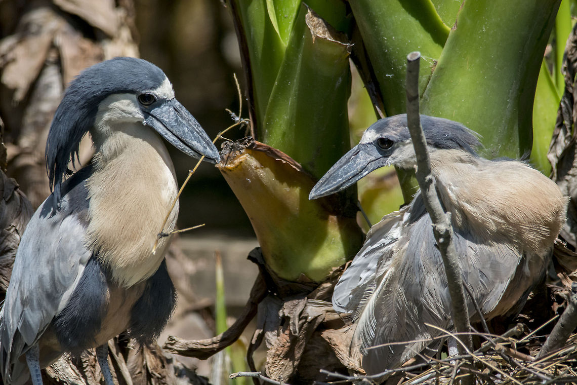 Honduran Boat-Billed Heron This pair of the Honduran Boat-Billed Heron (Cochlearius cochlearius ssp. ridgwayi) resides at the Jacksonville Zoo in Florida. Boat-billed Heron,Cochlearius cochlearius,Geotagged,United States