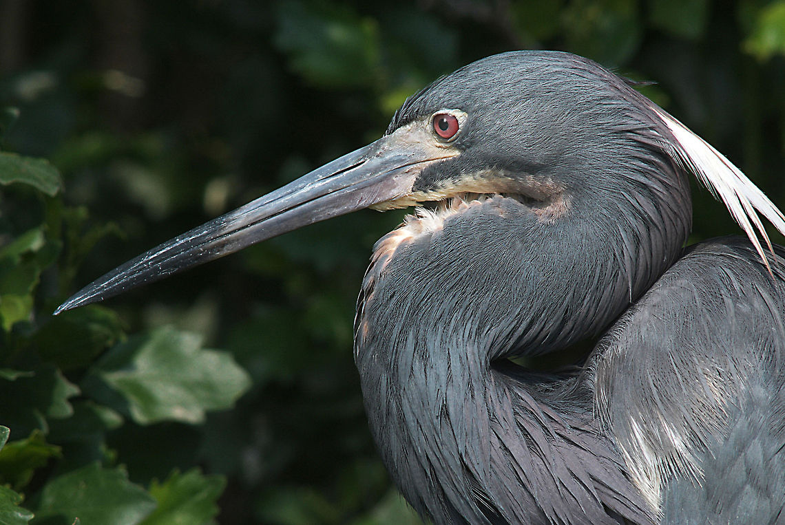 Tri-colored Heron  Egretta tricolor,Geotagged,Tricolored Heron,United States