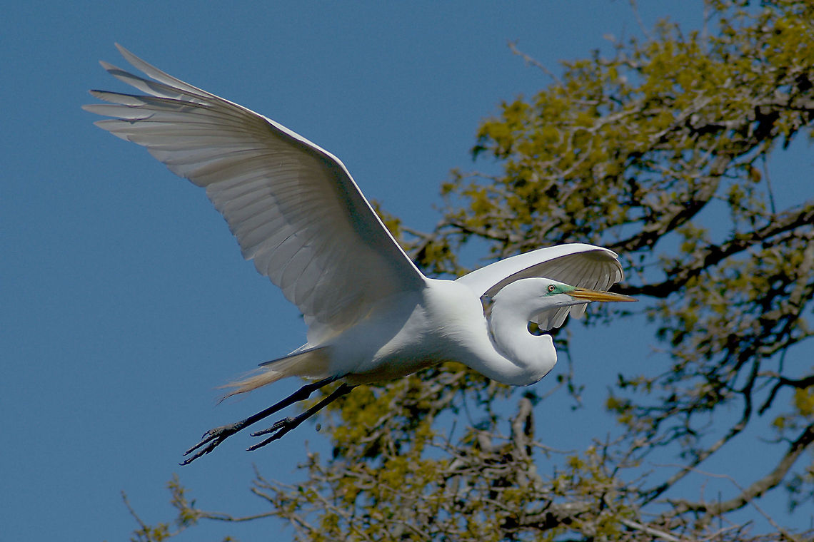 Great Egret  Ardea alba,Geotagged,Great Egret,United States