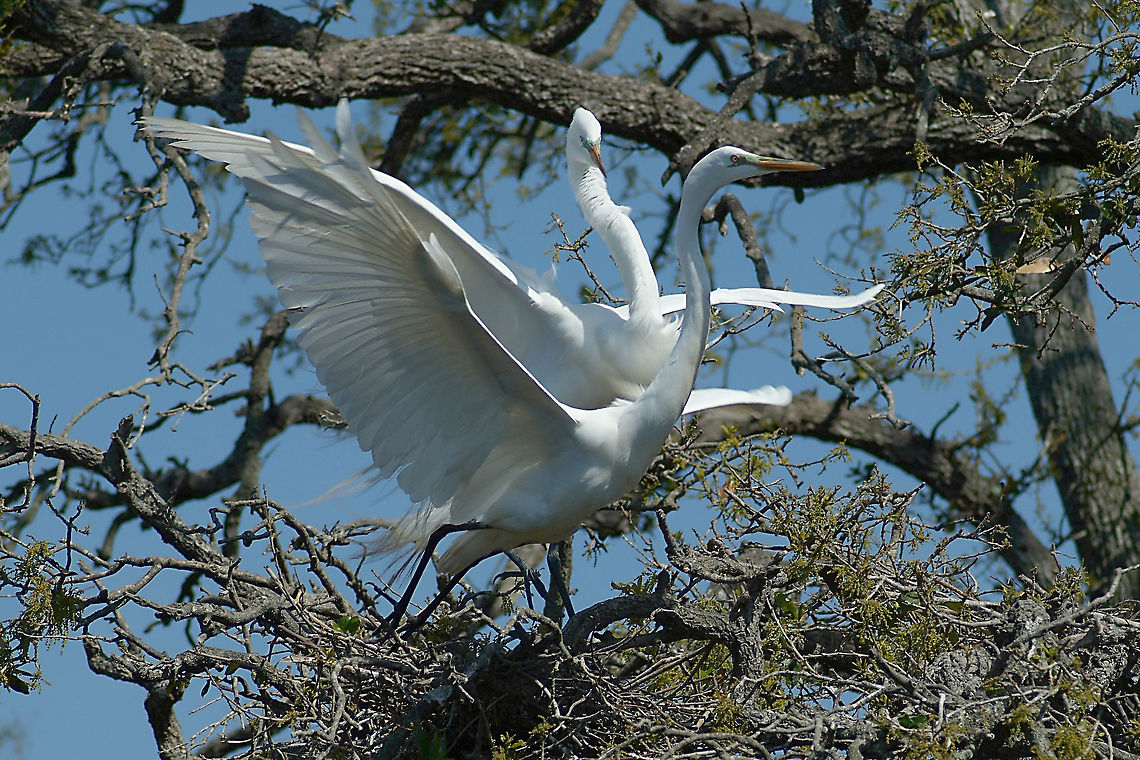 Great Egret Time to build a nest. Ardea alba,Geotagged,Great Egret,United States