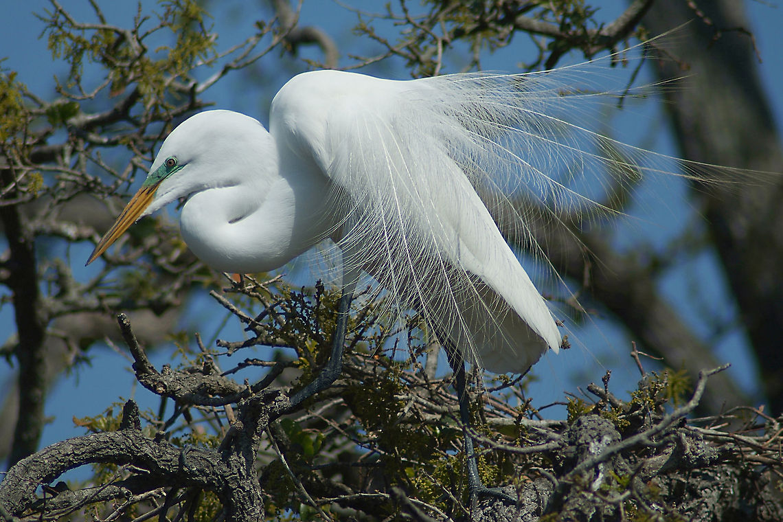 Great Egret  Ardea alba,Geotagged,Great Egret,United States