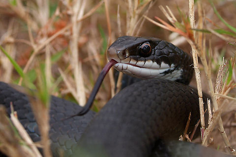 Southern black racer