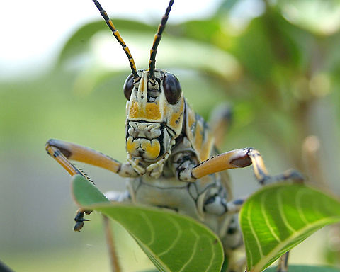 Eastern Lubber Grasshopper A.K.A. Georgia Warhorse Geotagged,Romalea guttata,United States,macro