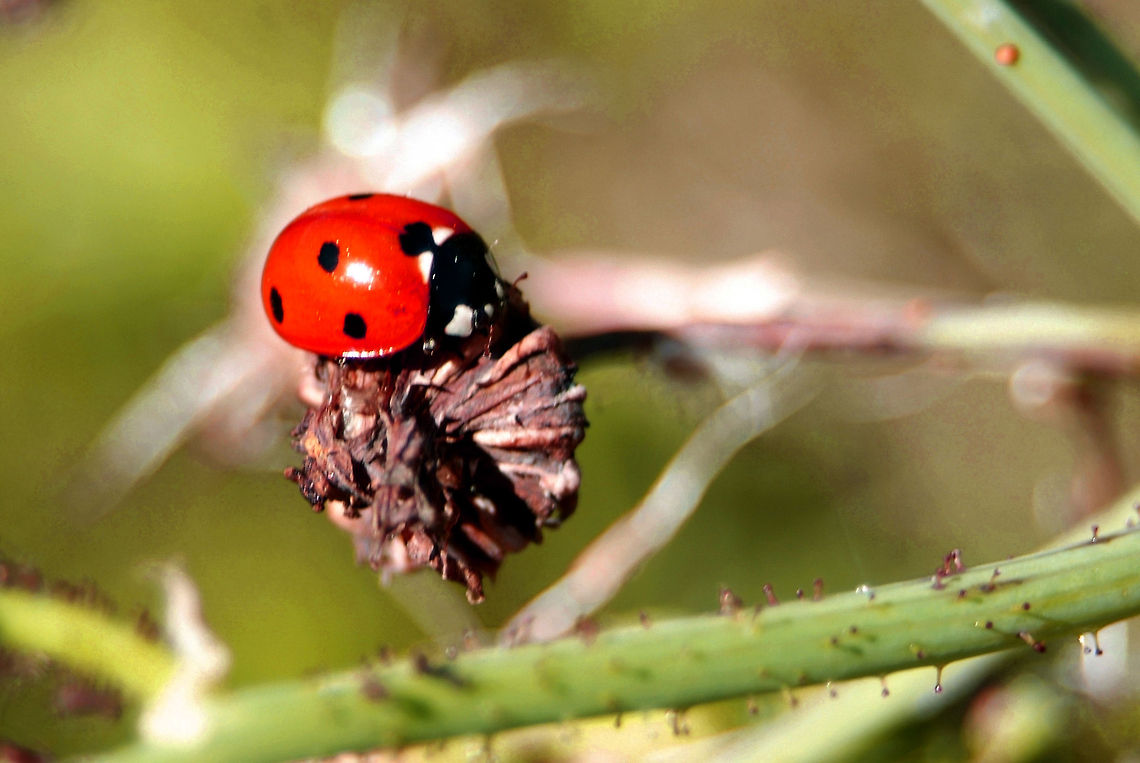 Seven Spotted Lady Beetle  Coccinella septempunctata,Geotagged,Seven-spot ladybird,United States
