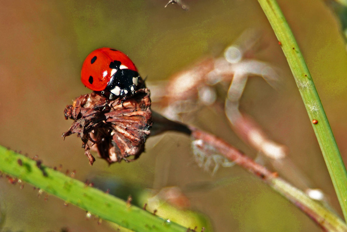 Seven Spotted Lady Beetle  Coccinella septempunctata,Geotagged,Seven-spot ladybird,United States